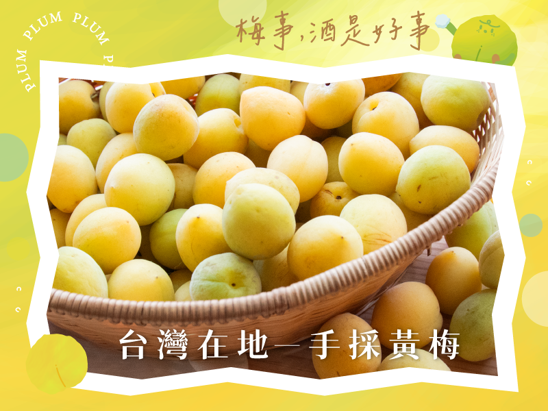 早鳥預購73折起 梅子季【手採黃梅(Q梅、釀酒適用)】晨軒梅