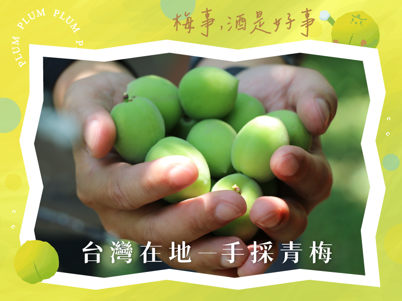 產季最後優惠 梅子季【手採青梅（脆梅及釀酒適用）】無毒農