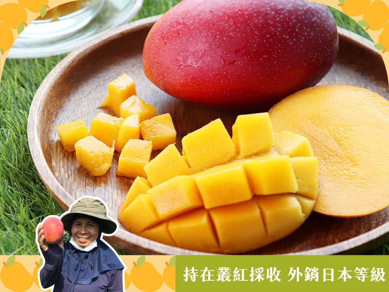 芒果季【愛文芒果】綠世界