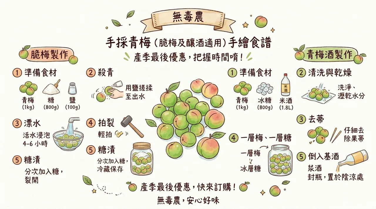 【青梅食譜】手作脆梅與清爽梅酒：留住季節滋味的完整教學