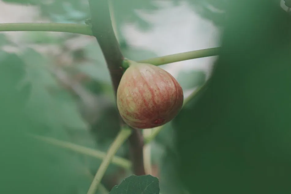 枝頭上的無花果，果皮從青綠逐漸透出紅暈。