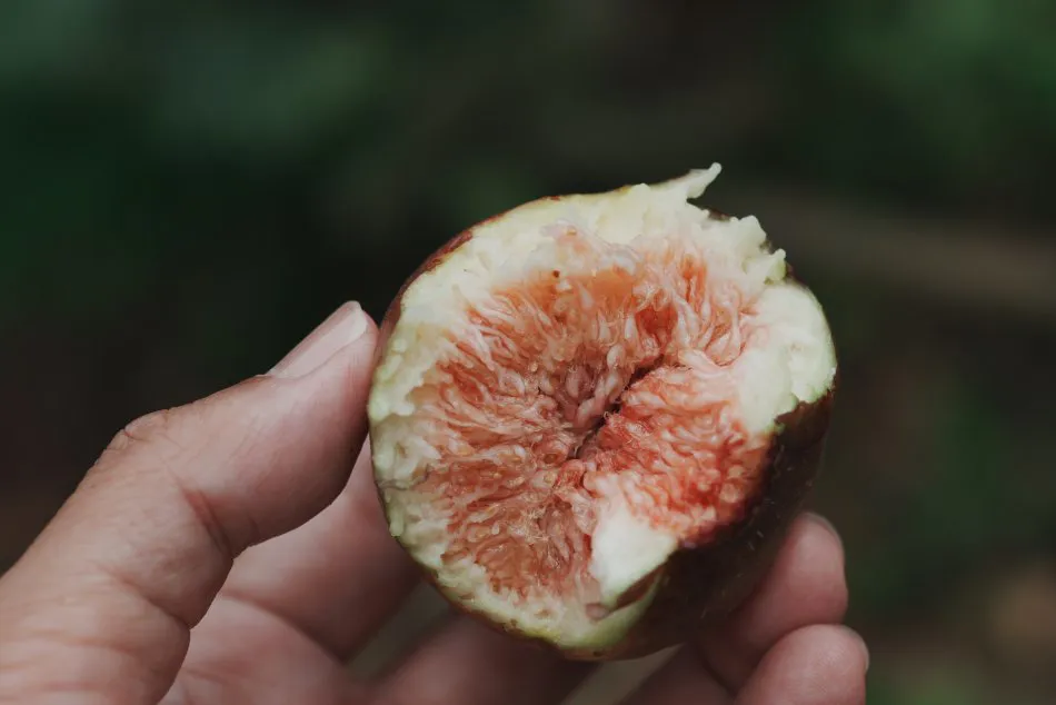 剖開後的無花果，能看見細緻的紅色果肉與紋理。