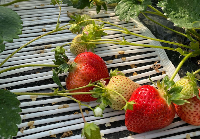 日本福岡甘王草莓