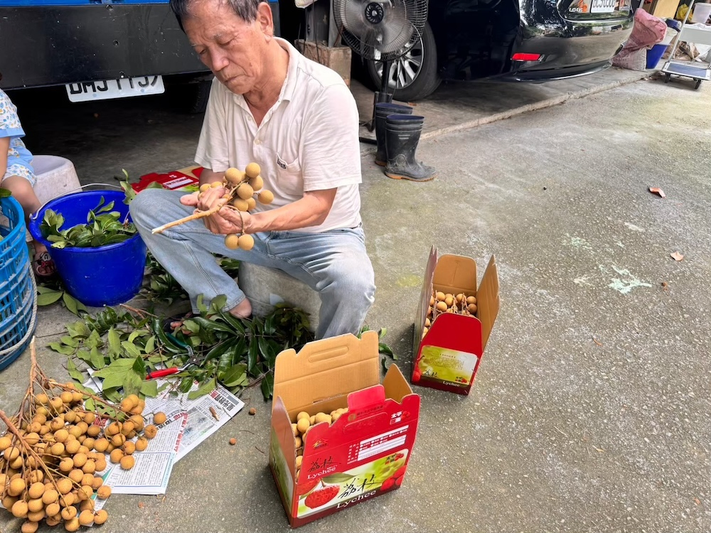 「十月龍眼」是龍眼界最好吃的品種。在20幾年前，龍眼的產期都是約７至８月，隨著氣候變遷越來越熱，近期可以到九月上旬都還可以開採。  但也因為龍眼每年的產季都太過集中，且與龍眼最大的競爭對手「荔枝」盛產期相近；因此後來就有農友透過嫁接、篩選種植等方式讓龍眼的產季延續，成為俗稱的「十月龍眼」，也讓大家對於龍眼有長的選購期。