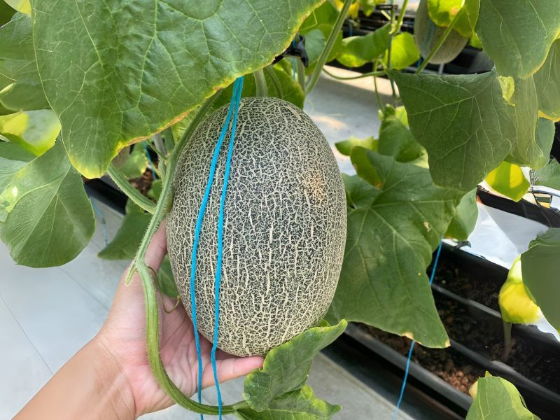 無毒農,友善環境,支持小農,小農,哈密瓜,阿露斯,日本哈密瓜,洋香瓜,綠肉,橘肉,無毒,有機,安心,水果