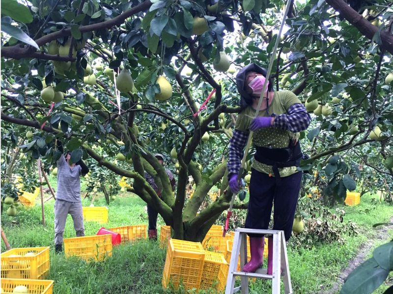 無毒農 友善環境 樂古農園 小農 文旦 老欉 柚子 白柚 無毒 有機 安心 水果