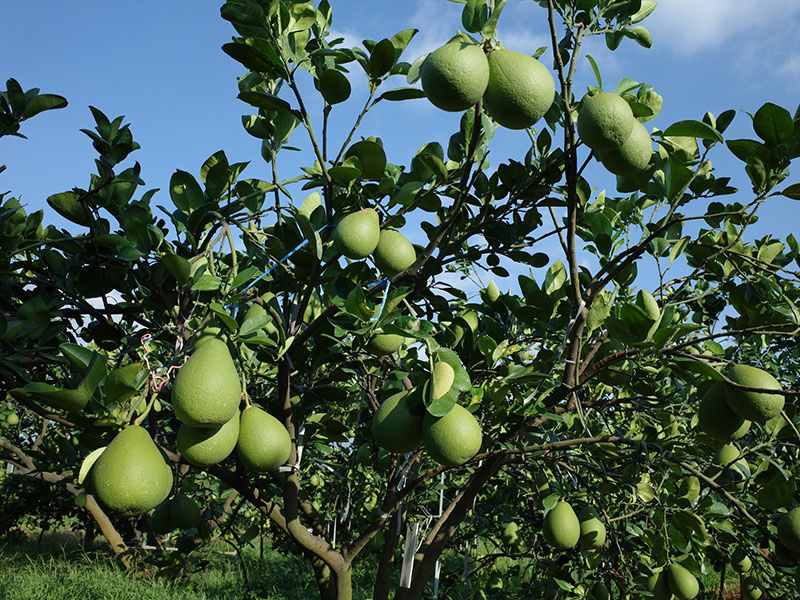 無毒農 友善環境 樂谷果園 小農 文旦 老欉 柚子 麻豆 台南 白柚 無毒 有機 安心 水果