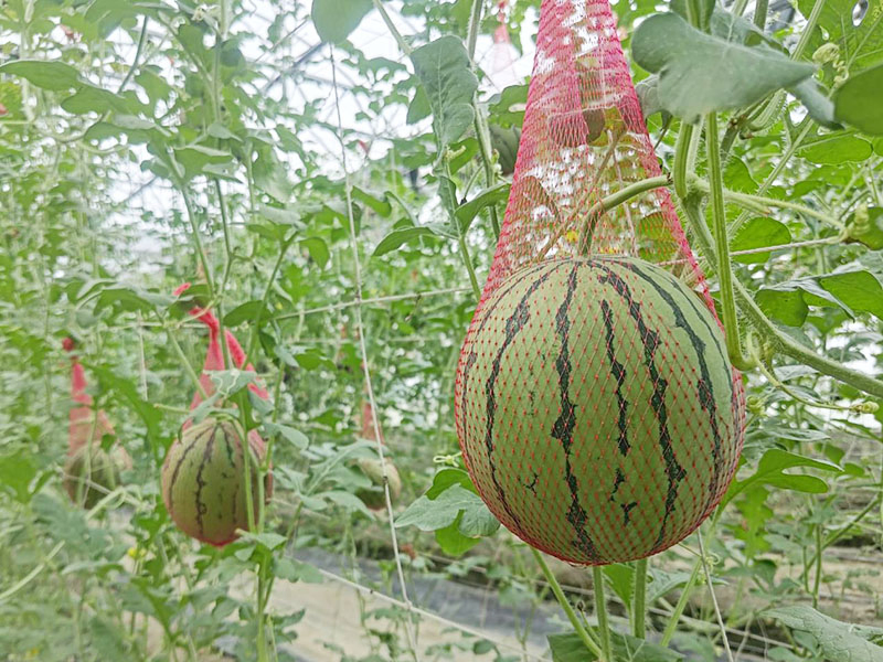 無毒農,友善環境,支持小農,小農,小西瓜,黑皮西瓜,無毒,有機,安心,水果