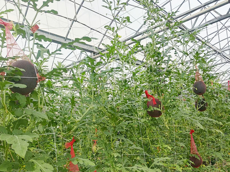 無毒農,友善環境,支持小農,小農,小西瓜,西瓜,虎斑西瓜,虎紋西瓜,無毒,有機,安心,水果