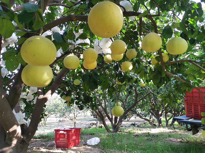 5012白柚,大白柚,麻豆白柚,柚子