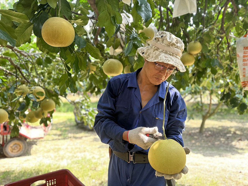 台南麻豆「5012柚意思」是李佳翰接下傳承五十年歷史的柚園後的文旦品牌，從阿嬤手中接下文旦生意，李佳翰一心想運用新品牌推廣老風味。在照顧自家老欉文旦時，他堅持草生栽培的農法，完全不使用除草劑，也難怪種出來的老欉文旦，軟米多汁、口感細緻，果瓣晶瑩飽滿，粒粒都是「精品」。