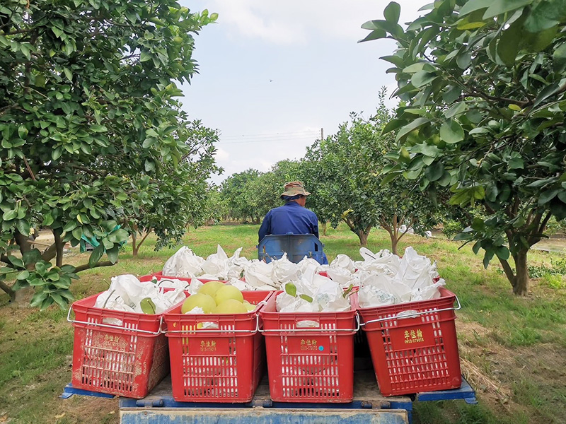 台南麻豆「5012柚意思」是李佳翰接下傳承五十年歷史的柚園後的文旦品牌，從阿嬤手中接下文旦生意，李佳翰一心想運用新品牌推廣老風味。在照顧自家老欉文旦時，他堅持草生栽培的農法，完全不使用除草劑，也難怪種出來的老欉文旦，軟米多汁、口感細緻，果瓣晶瑩飽滿，粒粒都是「精品」。