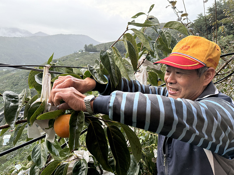 良森 甜柿 梨山 福壽山