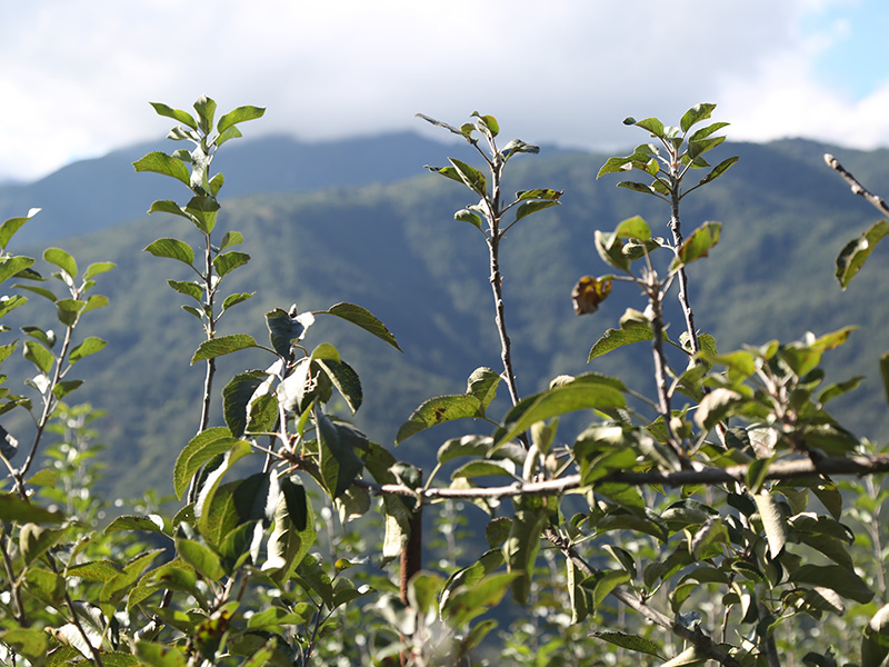 水梨,雪梨,梨子,無毒農,無毒水果,小農,梨山,幼梨,多汁,無毒,水果