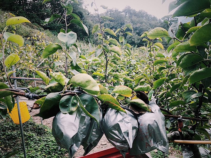 水梨,新世紀梨,良森,梨子,無毒農,無毒水果,小農,梨山,幼梨,多汁,無毒,水果
