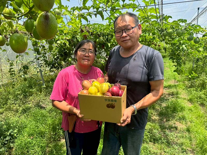 無毒農 百香果 小農 黃金百香果 滿天星百香果 網購 禮盒 傳統百香果 無毒 有機 安心 水果 友善環境