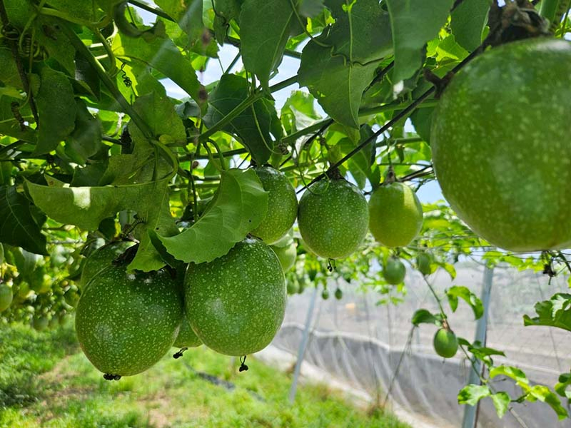 無毒農 百香果 小農 黃金百香果 滿天星百香果 網購 禮盒 傳統百香果 無毒 有機 安心 水果 友善環境