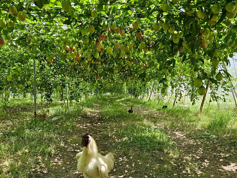 無毒農 百香果 小農 黃金百香果 滿天星百香果 網購 禮盒 傳統百香果 無毒 有機 安心 水果 友善環境