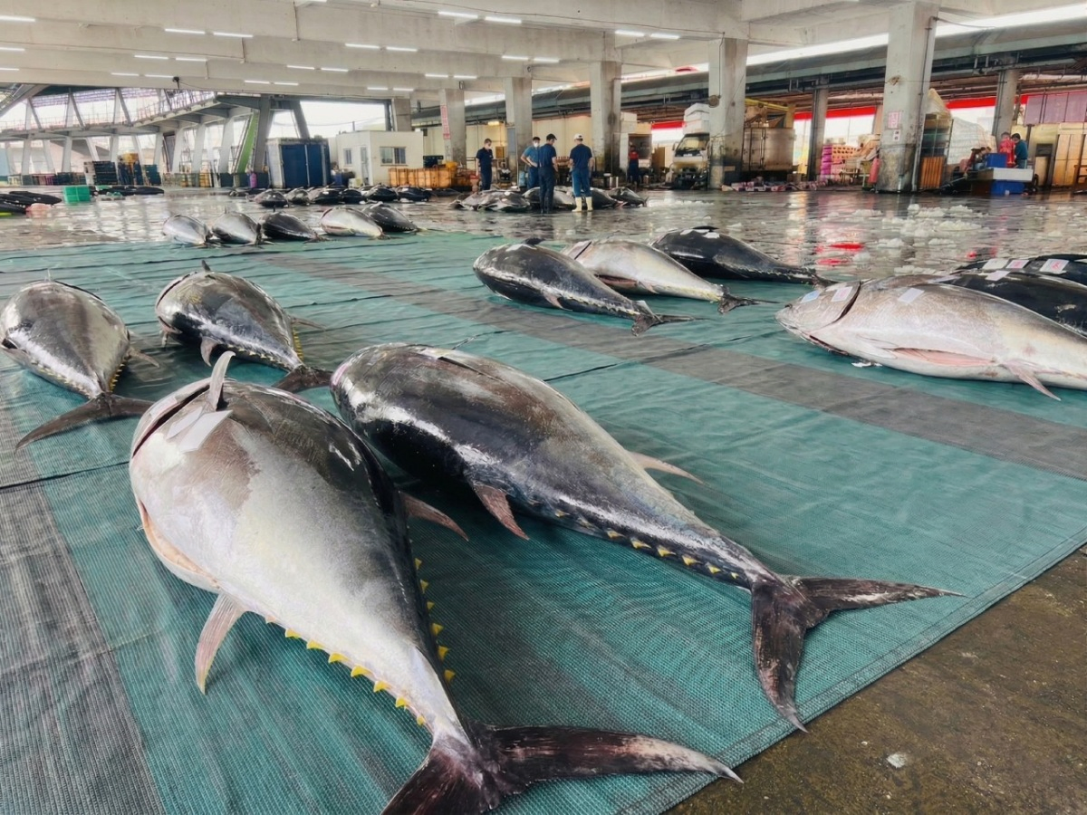 黑鮪魚漁港拍賣現場