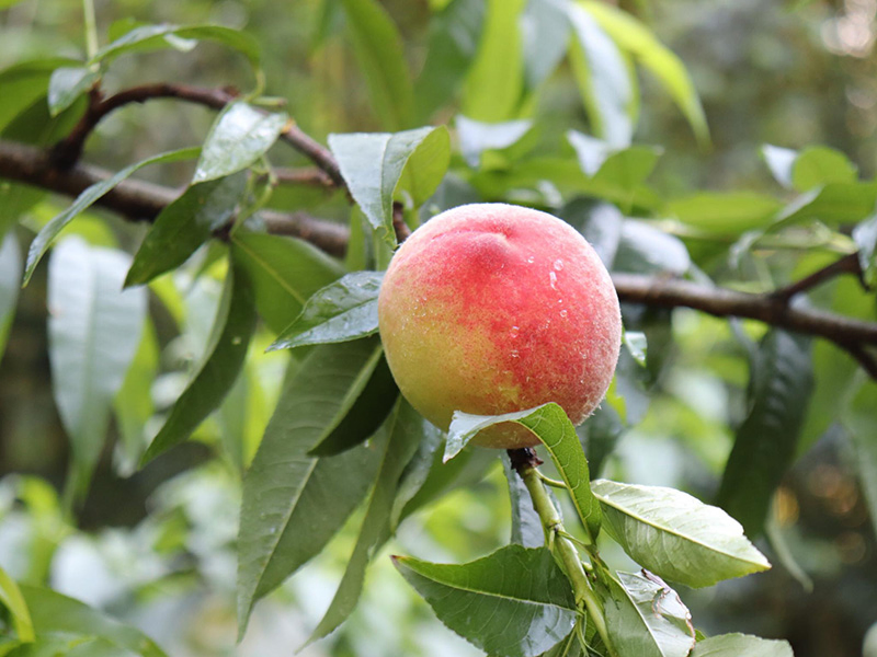 五月桃、三光五月桃、馬里光、新竹尖石